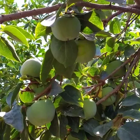 فندق مبيت وإفطار Sotto L'eremo 3*